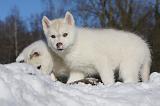 SIBERIAN HUSKY 739